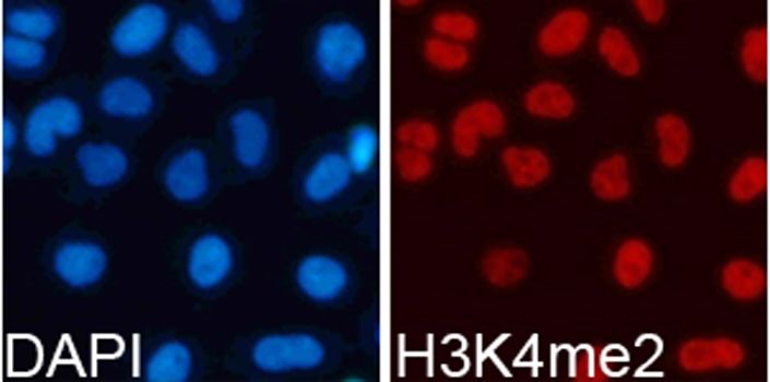 Immunofluorescence - DiMethyl-Histone H3-K4 pAb (144-61340)