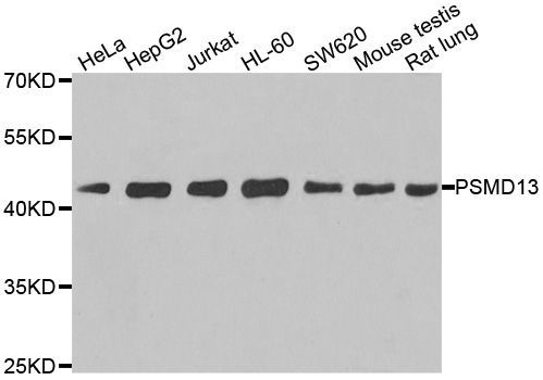 Western blot - PSMD13 antibody (144-06956)