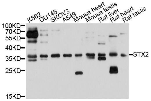 Western blot - STX2 Polyclonal Antibody (144-010444)