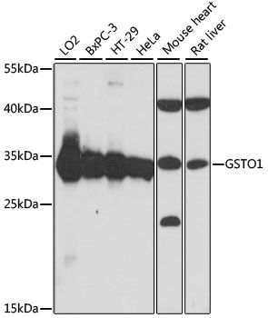 Western blot - GSTO1 antibody (144-61010)