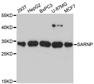 Western blot - SARNP antibody (144-013701)