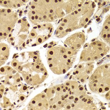 Immunohistochemistry - ANP32A Antibody (144-05768)