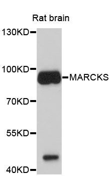 Western blot - MARCKS Polyclonal Antibody (144-00936)
