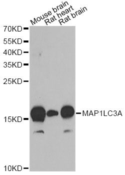 Western blot - MAP1LC3A antibody (144-011438)