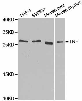 Western blot - TNF-? Polyclonal Antibody (144-00277)