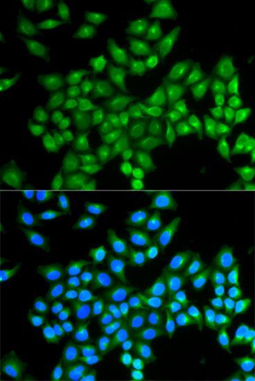Immunofluorescence - DAO antibody (144-05309)