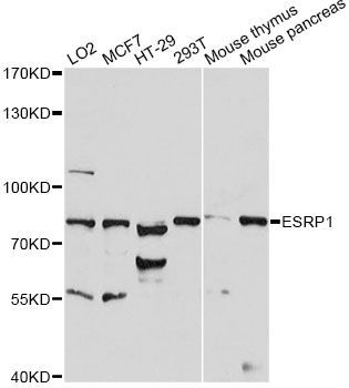 Western blot - ESRP1 antibody (144-607296)