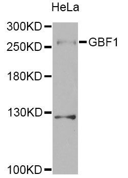Western blot - GBF1 Antibody (144-12539)