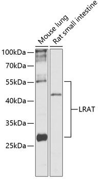 Western blot