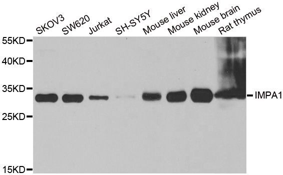 Western blot - IMPA1 antibody (144-06381)