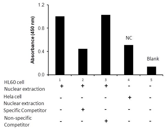Transcription factor assay of NF-κB p52 from nuclear extracts of HL60 cells or HeLa cells with the specific competitor or non-specific competitor. The result shows specific binding of NF-κB p52 to the NF-κB non-canonical DNA binding site.