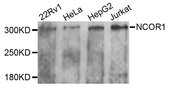 Western blot - NCOR1 antibody (144-07046)