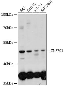 Western blot