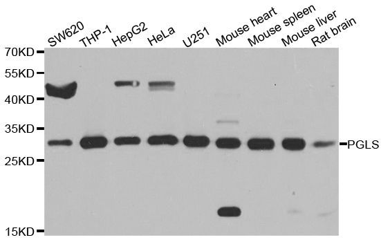 Western blot - PGLS antibody (144-08366)