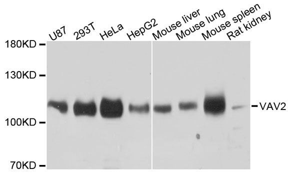 Western blot - VAV2 antibody (144-09483)