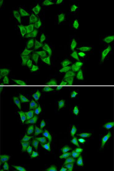 Immunofluorescence - ANXA4 antibody (144-603446)