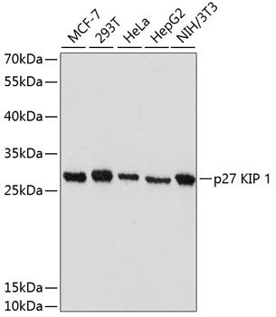 Western blot