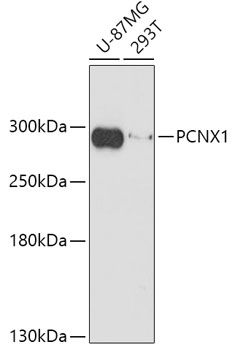 Western blot