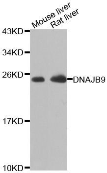 Western blot - DNAJB9 antibody (144-07494)