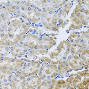 Immunohistochemistry - PER1 antibody (144-08449)