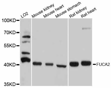 Western blot - FUCA2 antibody (144-12211)