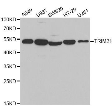 Western blot - TRIM21 antibody (144-01957)