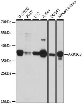 Western blot - AKR1C3 Polyclonal Antibody (144-01781)