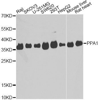 Western blot - PPA1 antibody (144-60565)