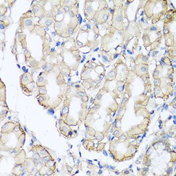 Immunohistochemistry - AHCYL1 antibody (144-07773)