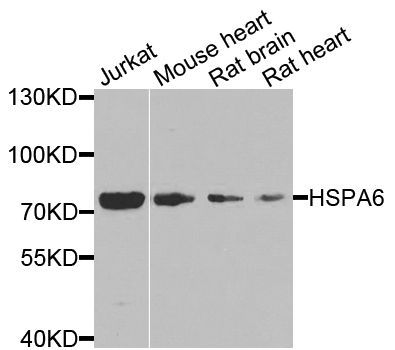 Western blot - HSPA6 antibody (144-07688)
