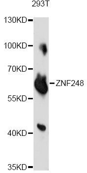 Western blot - ZNF248 antibody (144-014915)
