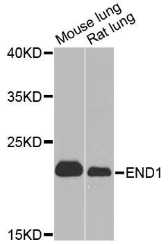 Western blot - EDN1 Polyclonal Antibody (144-00686)