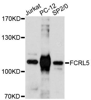 Western blot - FCRL5 antibody (144-60485)