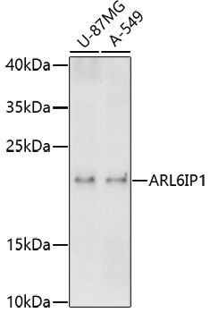Western blot