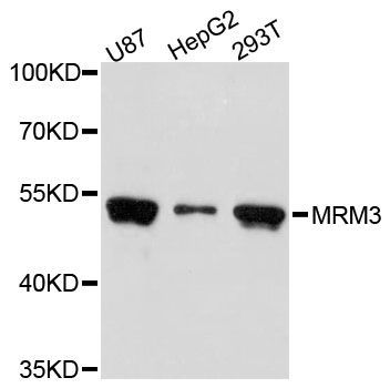 Western blot - MRM3 antibody (144-61398)