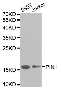Western blot - PIN1 Polyclonal Antibody (144-60435)
