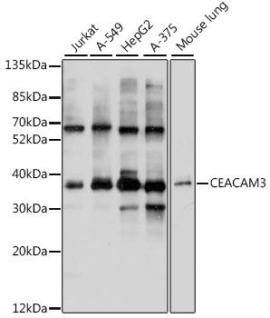 Western blot - CEACAM3 Polyclonal Antibody (144-02589)
