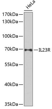 Western blot