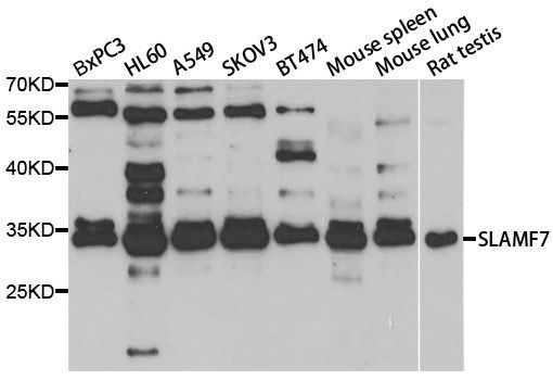 Western blot - SLAMF7 Polyclonal Antibody (144-05782)
