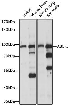 Western blot - ABCF3 antibody (144-015168)