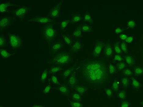 Immunofluorescence - ERCC1 Polyclonal Antibody (144-05291)