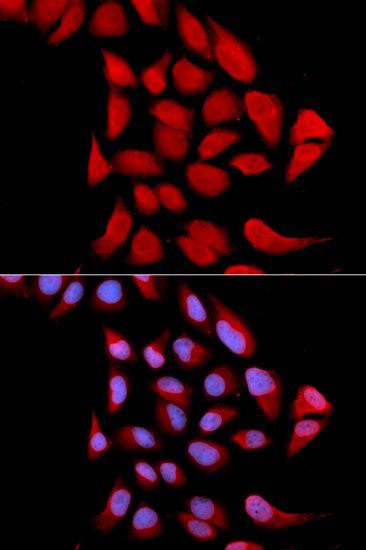 Immunofluorescence - PSMA6 antibody (144-02188)