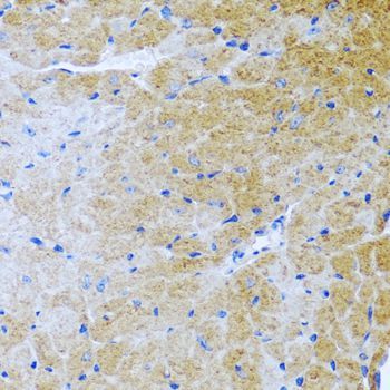 Immunohistochemistry - BMP3 antibody (144-06877)