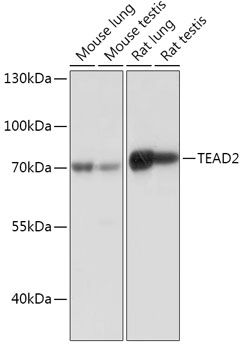 Western blot