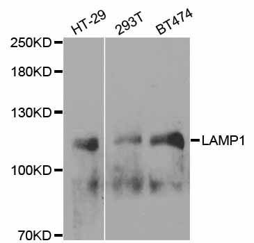 Western blot - LAMP1 Polyclonal Antibody (144-02582)