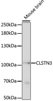 Western blot