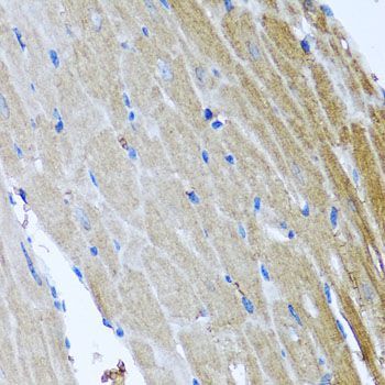 Immunohistochemistry - DFNA5 antibody (144-07432)