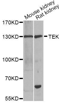 Western blot - TEK antibody (144-07222)