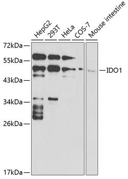 Western blot