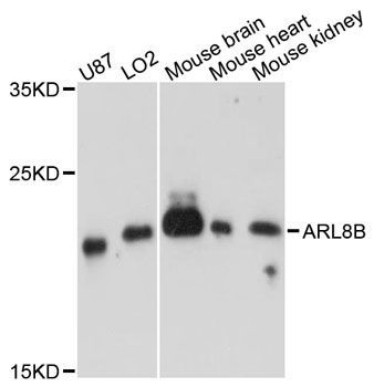 Western blot - ARL8B antibody (144-08869)